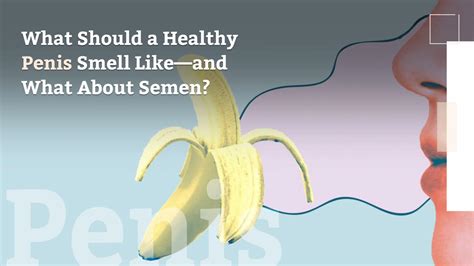 what does semen smell like